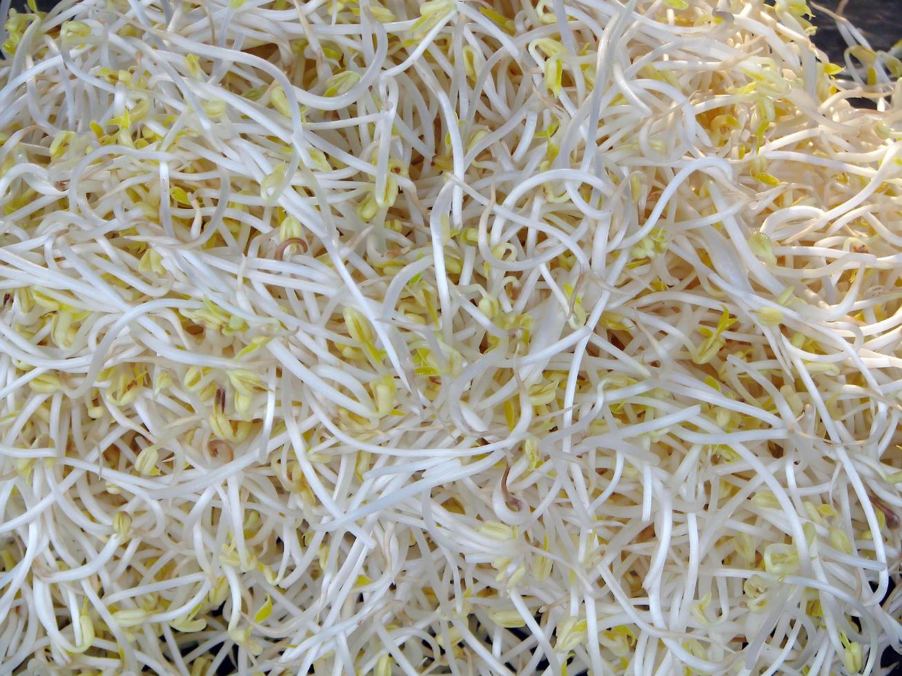 Fresh raw healthy green beansprout sell in the night market photo