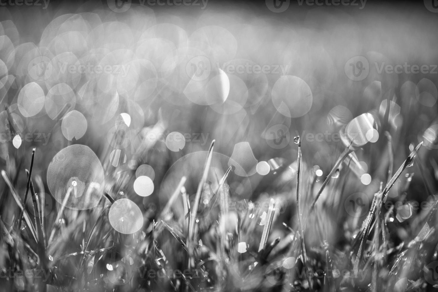 Morning dew in black and white. Dramatic closeup with grass meadow, sunny abstract nature. Bokeh light photo