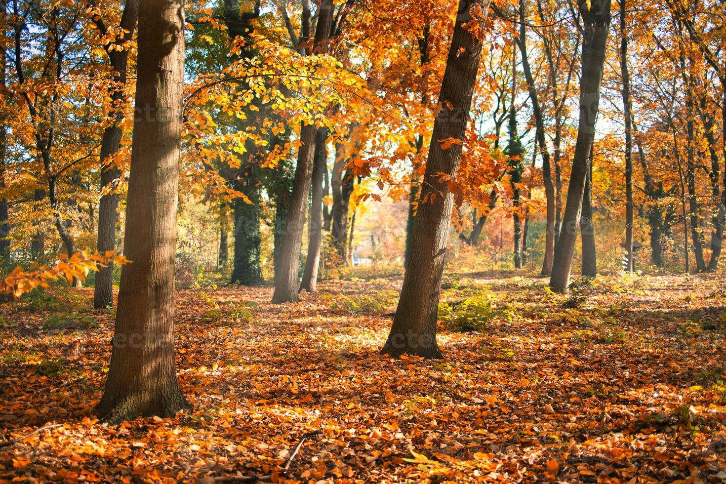 Autumn forest road leaves fall in ground landscape on autumnal background. Beautiful seasonal nature landscape, bright sunlight with golden orange tree leaves, idyllic adventure hiking pathway photo