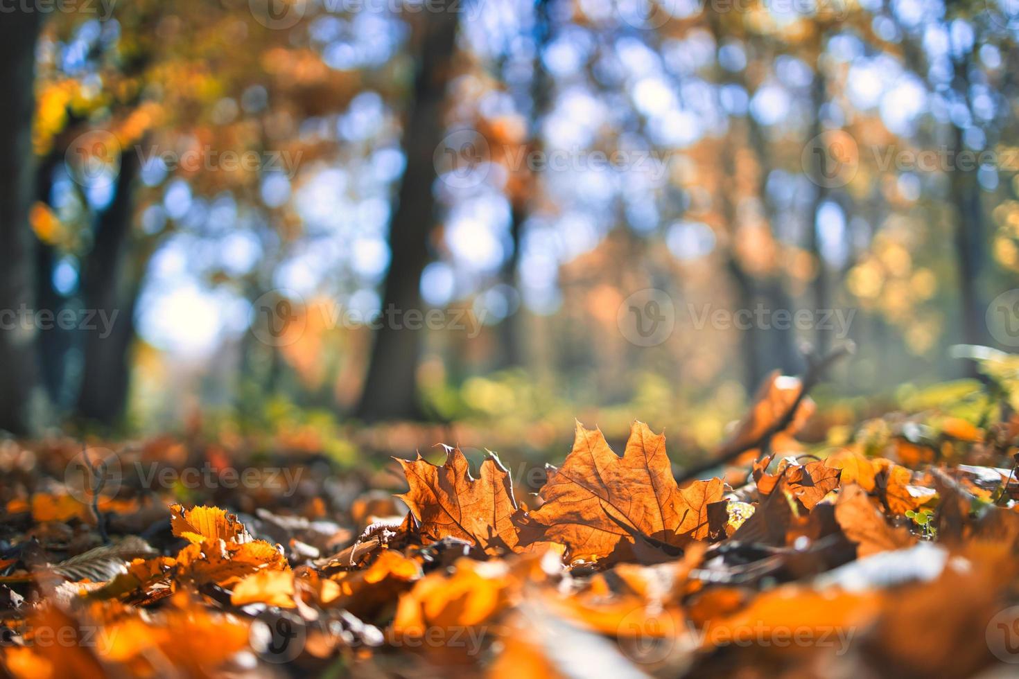 Golden autumn foliage, closeup leaves with blurred fall landscape. Idyllic nature scenery, warm golden sunlight, peaceful pastel colors photo