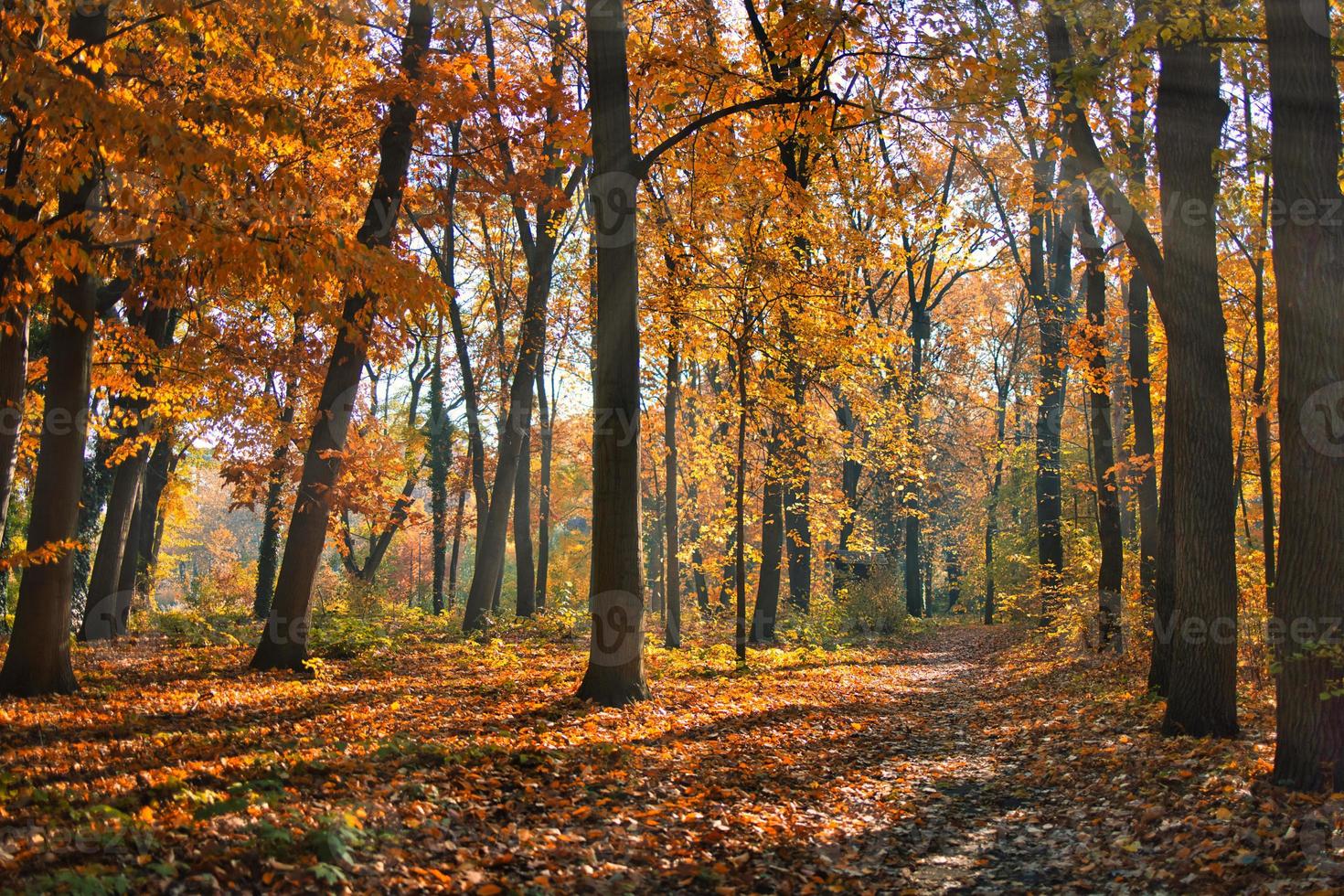 Autumn forest road leaves fall in ground landscape on autumnal background. Beautiful seasonal nature landscape, bright sunlight with golden orange tree leaves, idyllic adventure hiking pathway photo