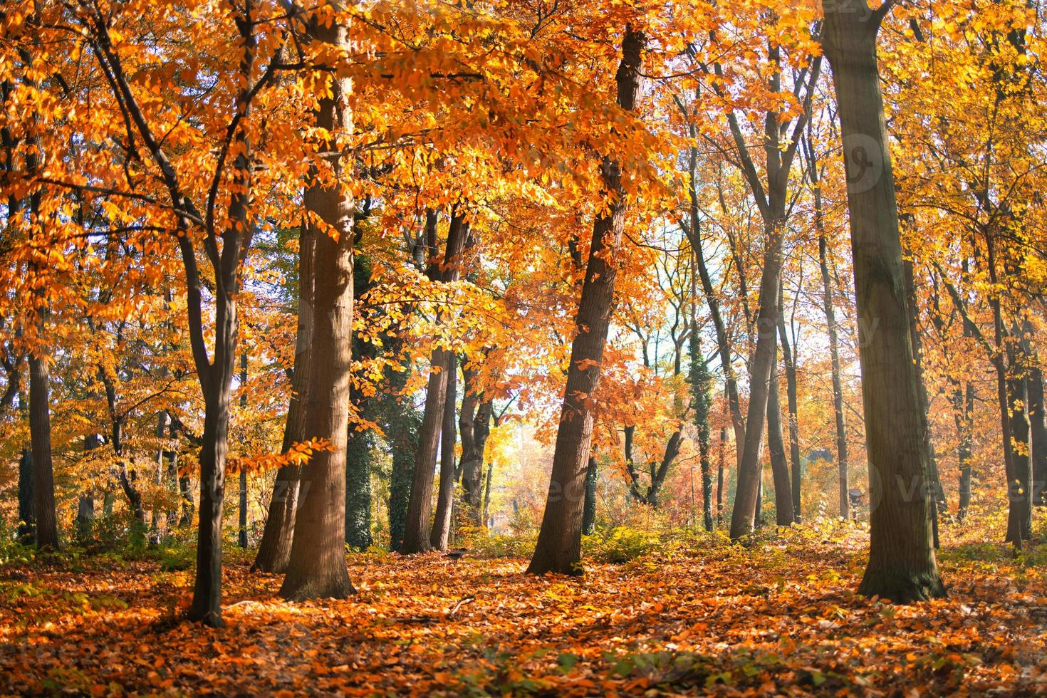 Autumn forest road leaves fall in ground landscape on autumnal background. Beautiful seasonal nature landscape, bright sunlight with golden orange tree leaves, idyllic adventure hiking pathway photo