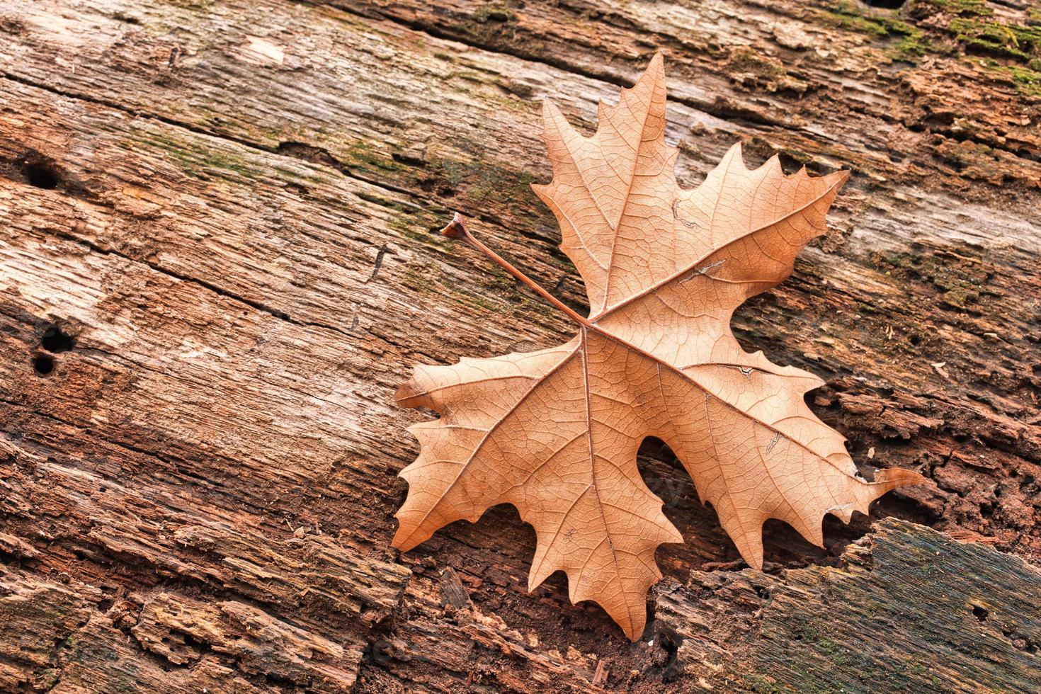 Dry leaf texture and nature background. Surface of brown leaves natural texture pattern. photo