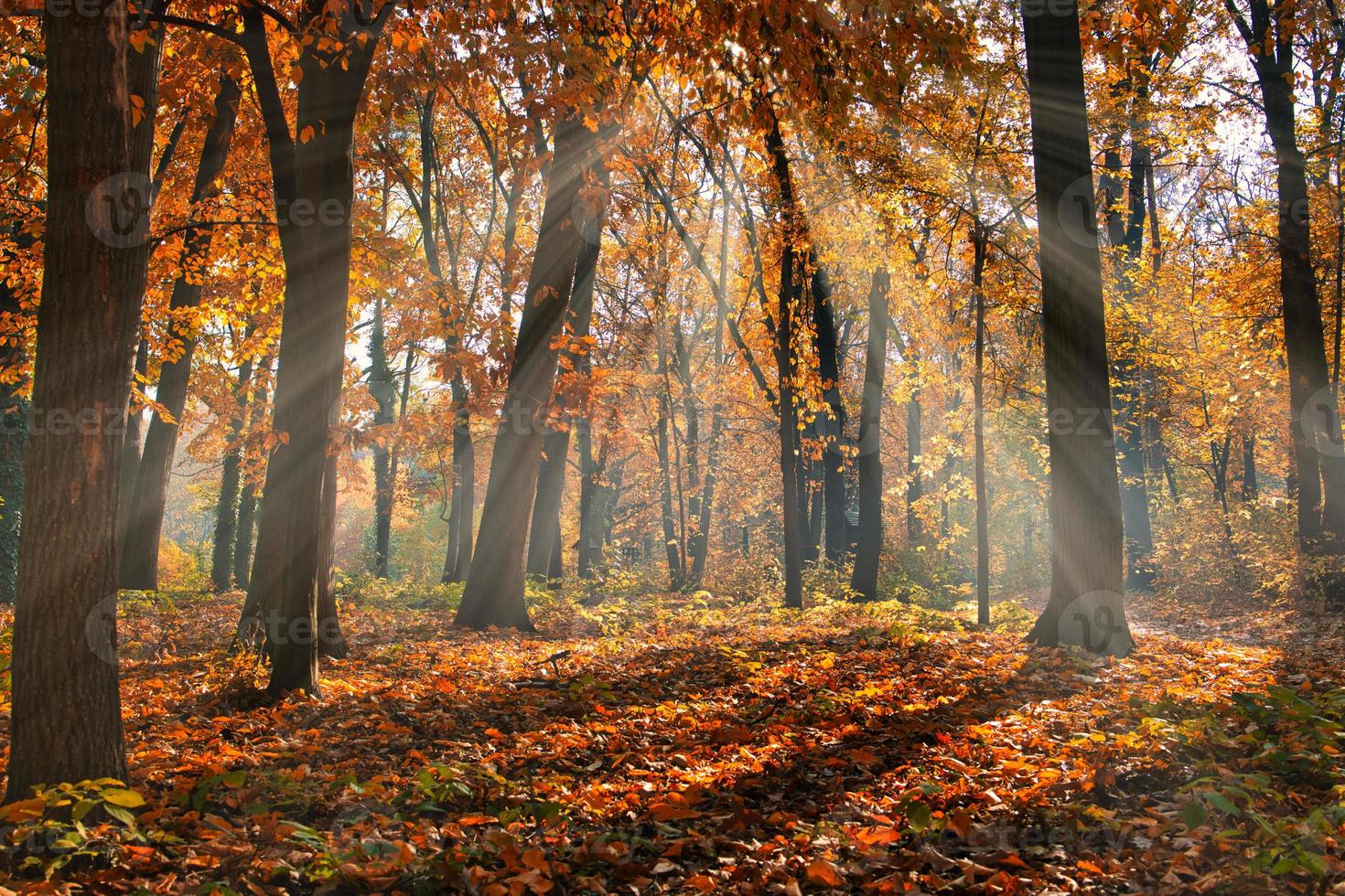 Autumn forest road leaves fall in ground landscape on autumnal background. Beautiful seasonal nature landscape, bright sunlight with golden orange tree leaves, idyllic adventure hiking pathway photo