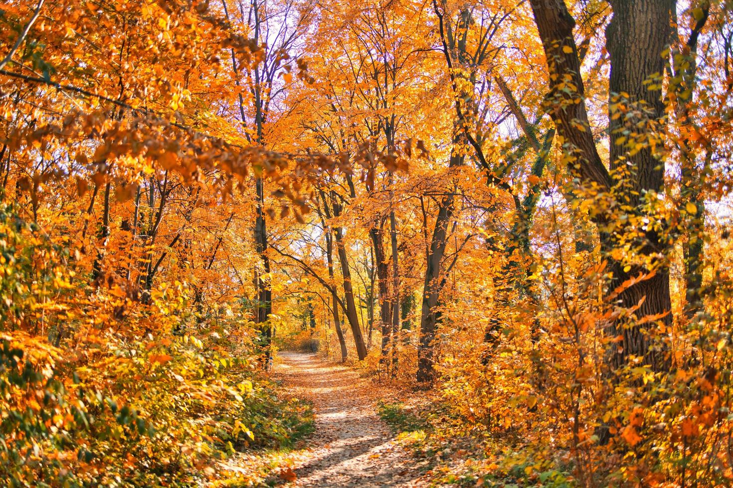 Autumn forest road leaves fall in ground landscape on autumnal background. Beautiful seasonal nature landscape, bright sunlight with golden orange tree leaves, idyllic adventure hiking pathway photo