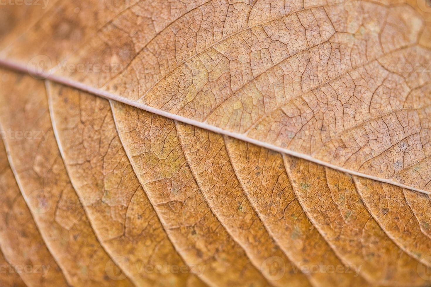 Dry leaf texture and nature background. Surface of brown leaves natural texture pattern. photo