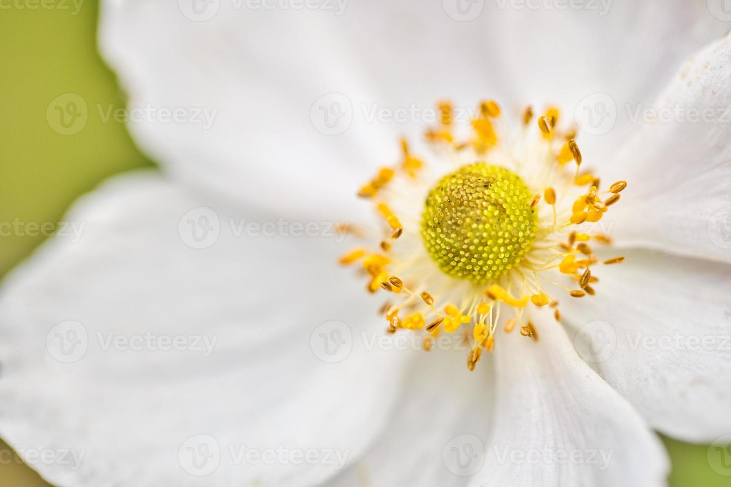 Beautiful nature background. Macro shot of amazing anemone flowers. Fantasy floral art, dream flowers closeup photo