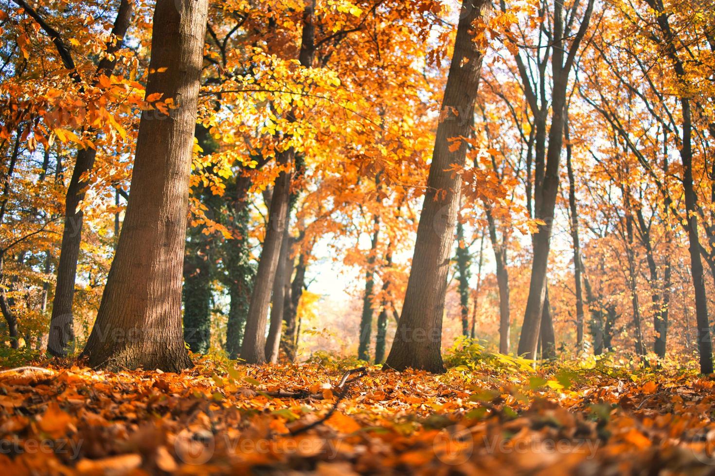 Autumn forest road leaves fall in ground landscape on autumnal background. Beautiful seasonal nature landscape, bright sunlight with golden orange tree leaves, idyllic adventure hiking pathway photo