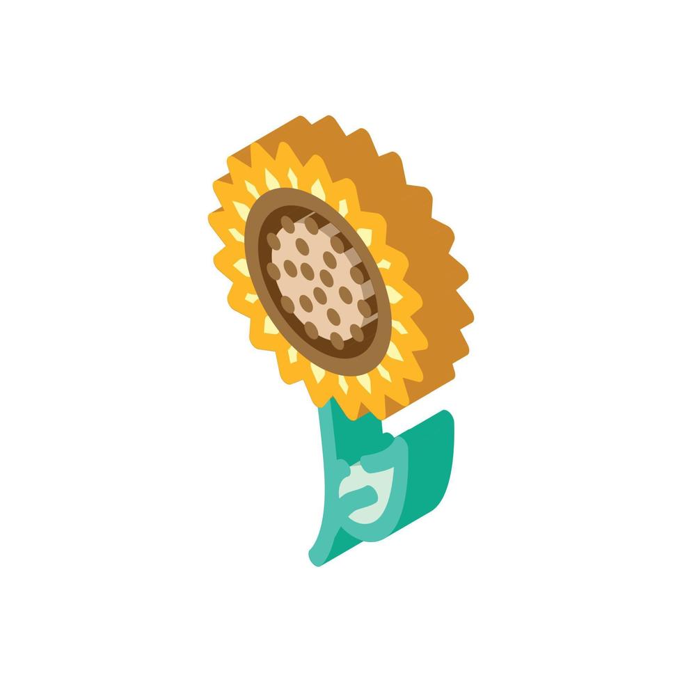 sunflower flower isometric icon vector illustration