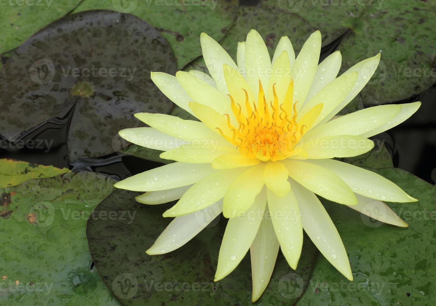 Lotus flower and Lotus flower plants photo