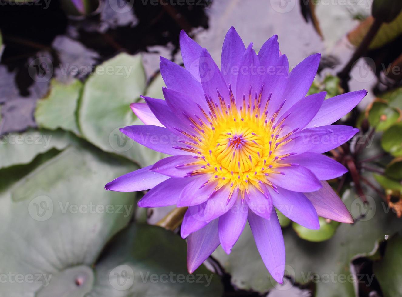 Lotus flower and Lotus flower plants photo