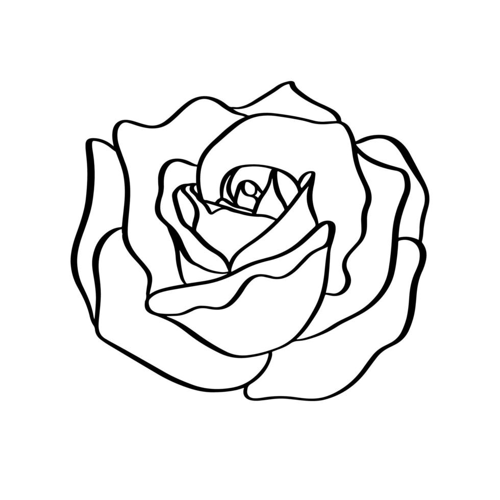 Rose sketch. Black outline on white background. Vector illustration.