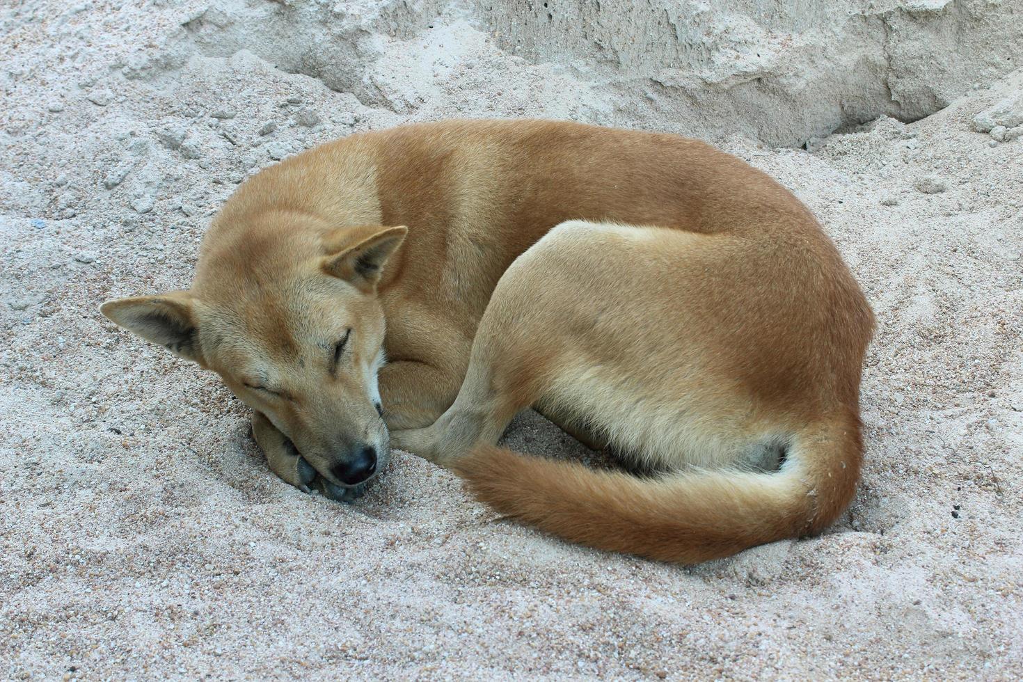 Dog sleeping on the sand photo