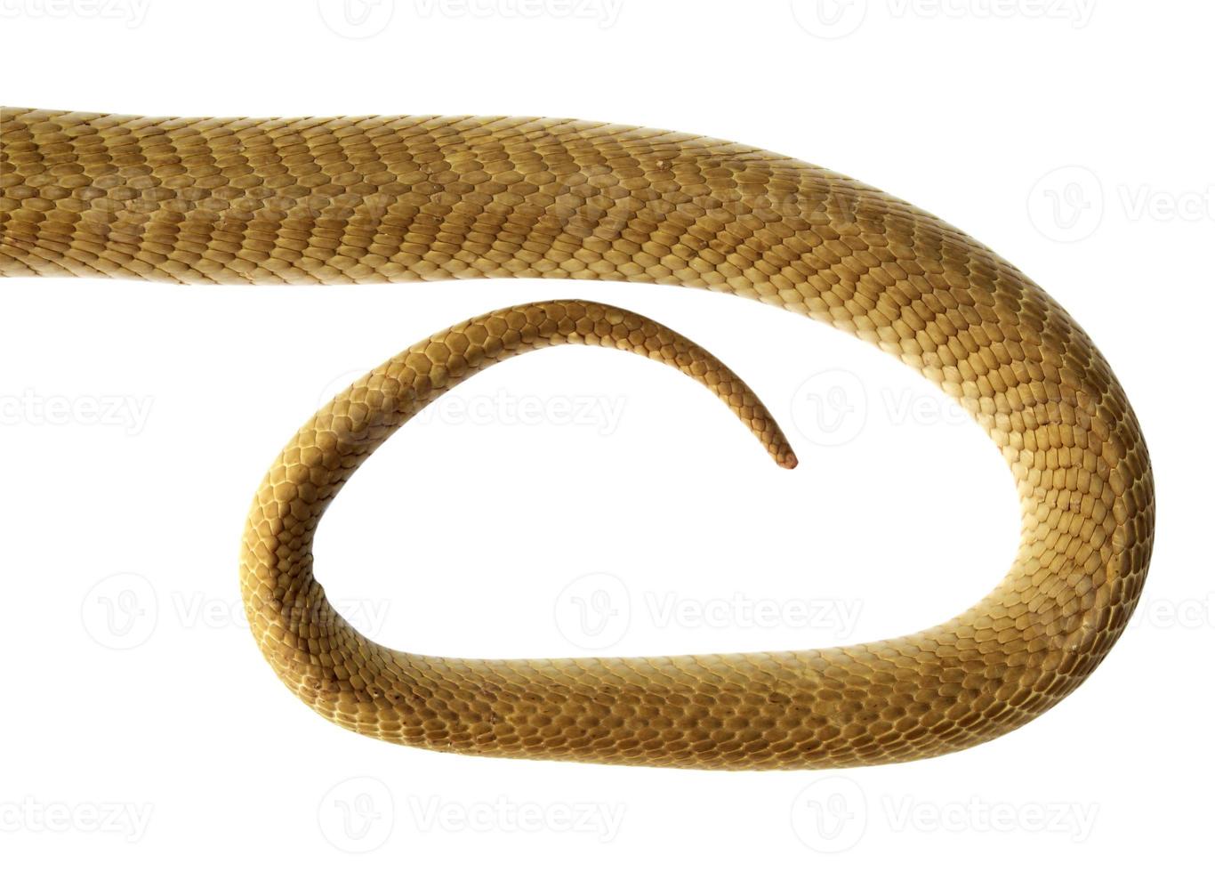 The tail of a snake on a white background. photo