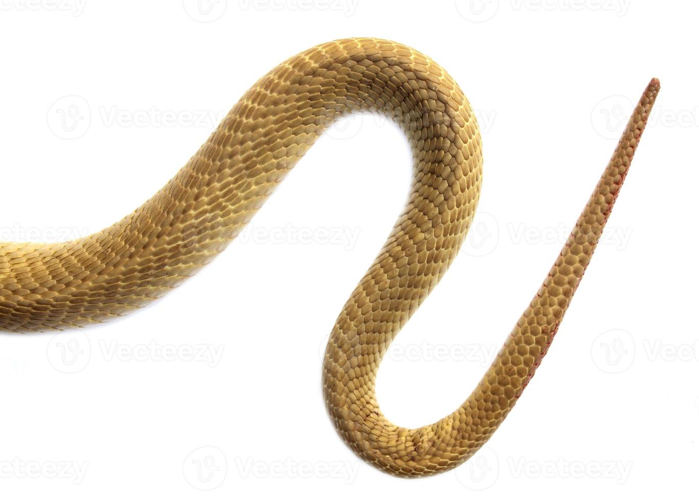The tail of a snake on a white background. photo