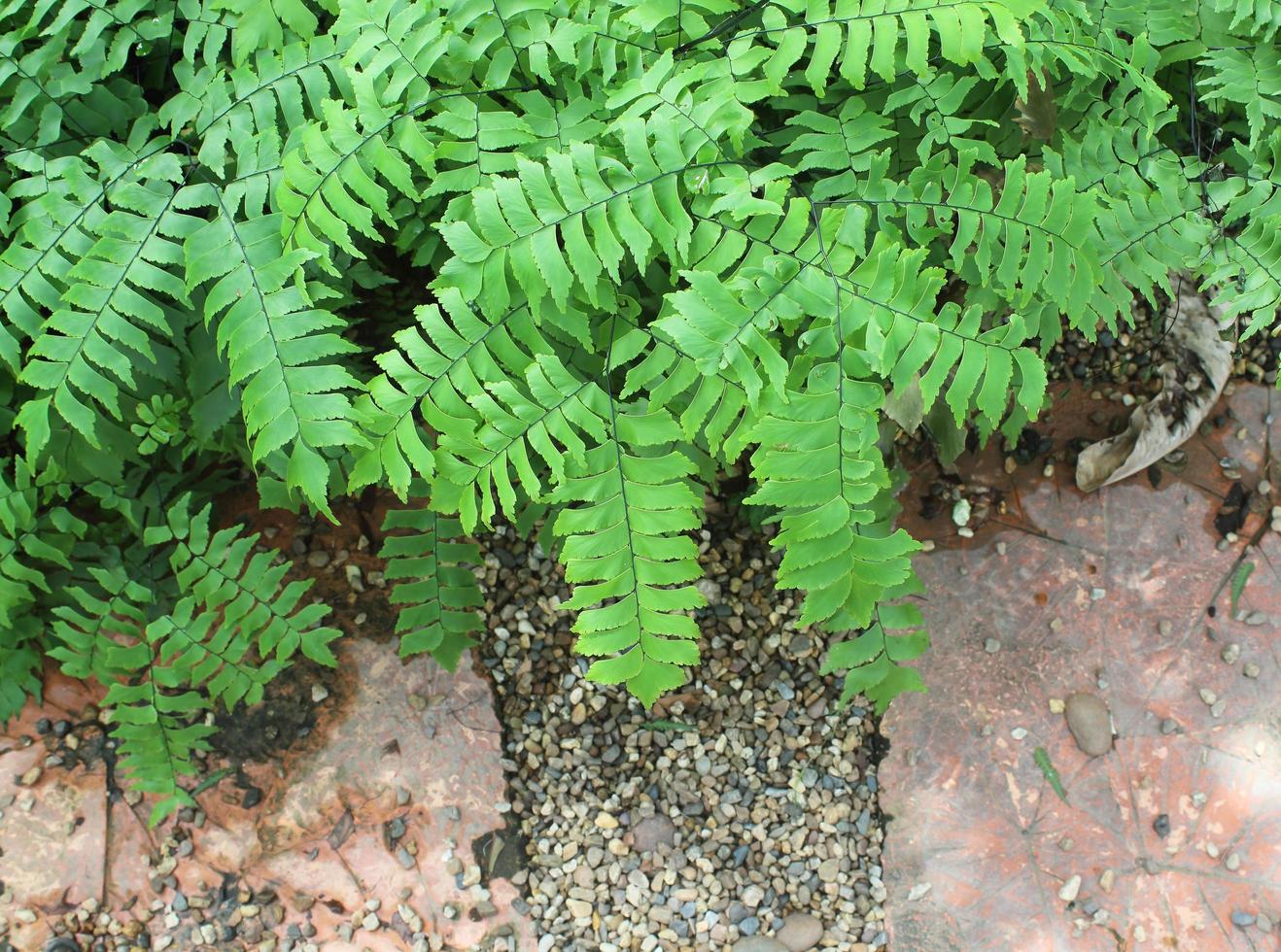 Fern Garden Shrubs fern. Background. photo