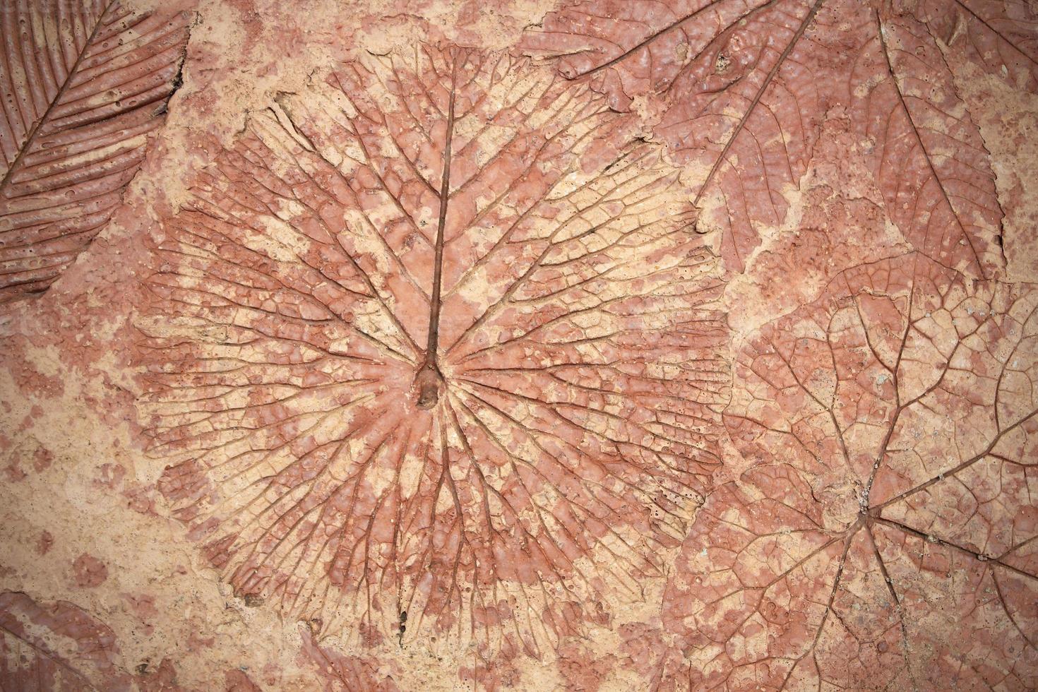 marks of leaf on the concrete photo