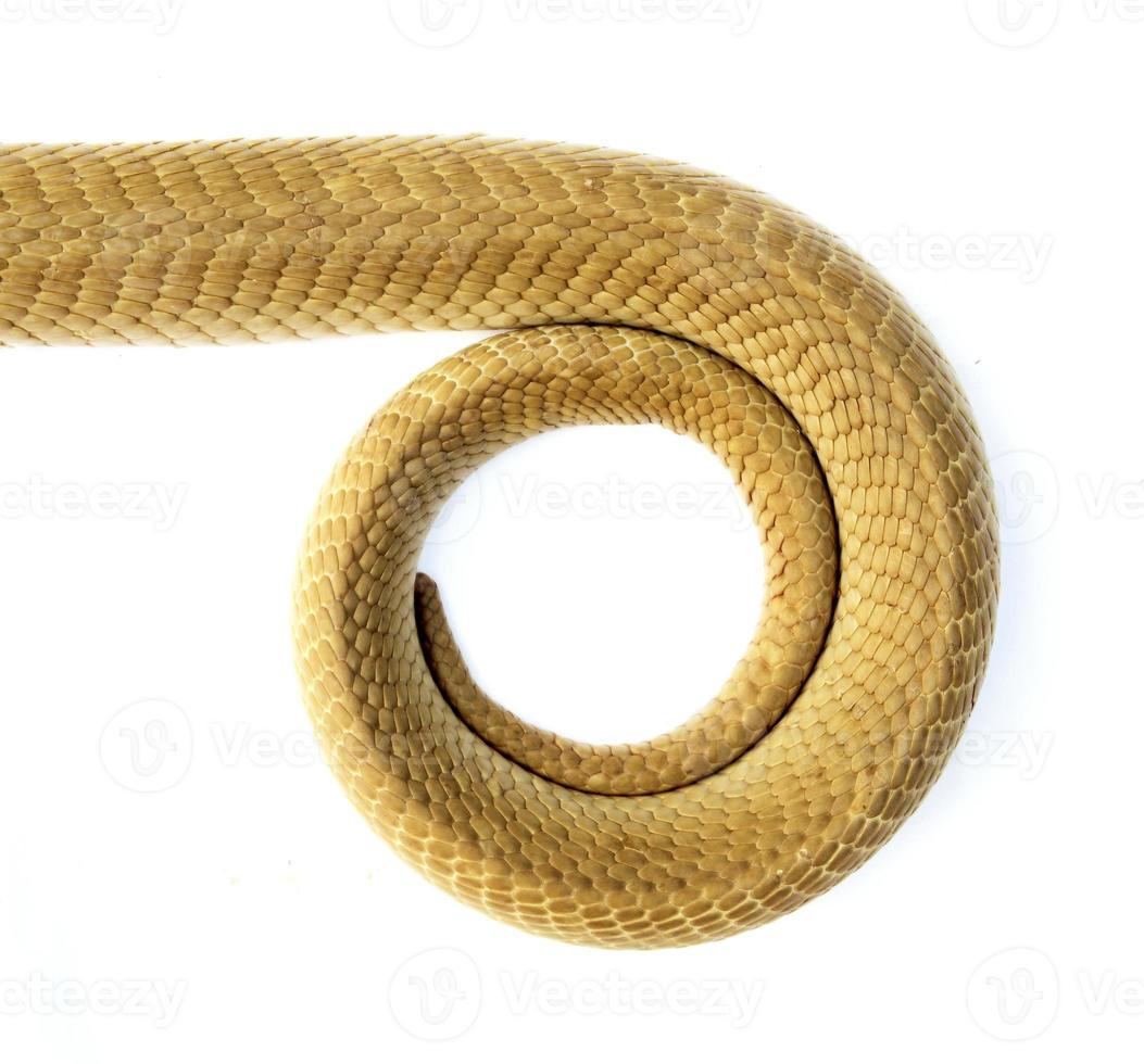 The tail of a snake on a white background. photo