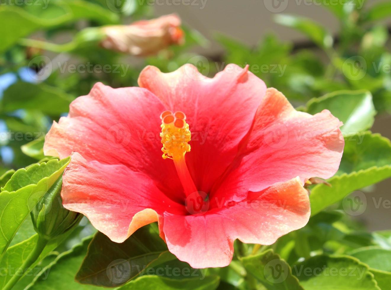 flor de hibisco en el jardín foto