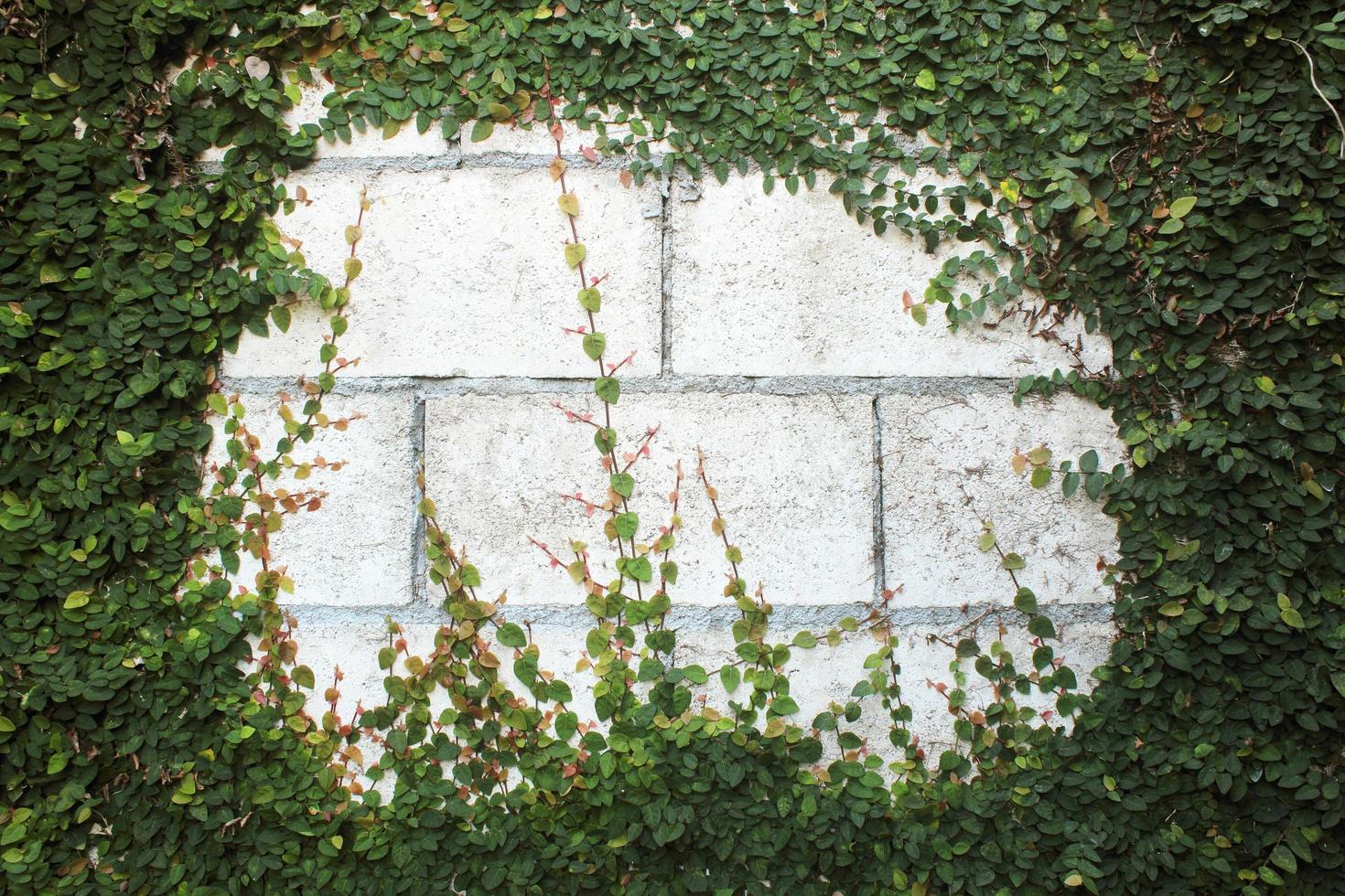 Creeper plant on a wall, Stock image