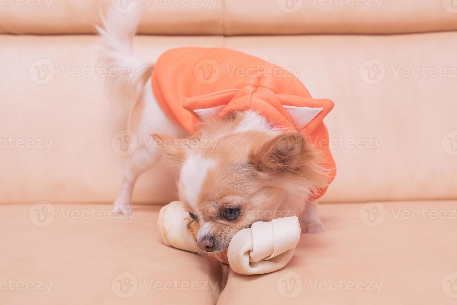 The dog gnaws a bone. Chihuahua eats on a beige sofa. photo