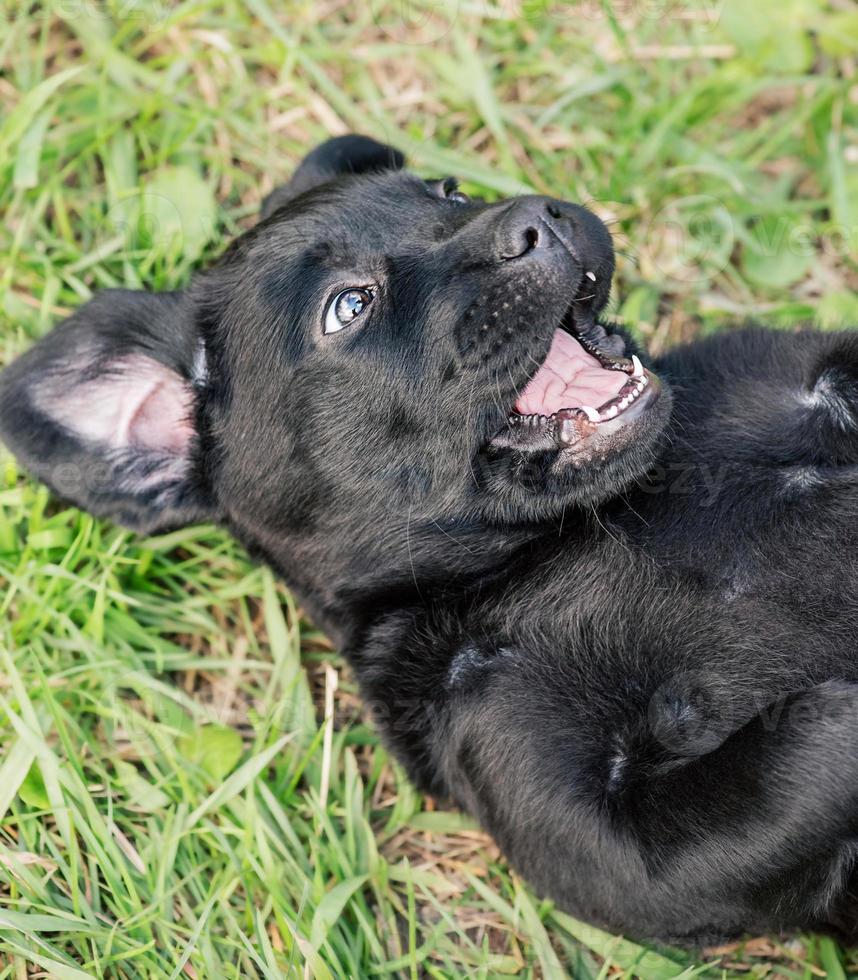 Black Labrador Retriever dog lies on the green grass. Labrador puppy. photo