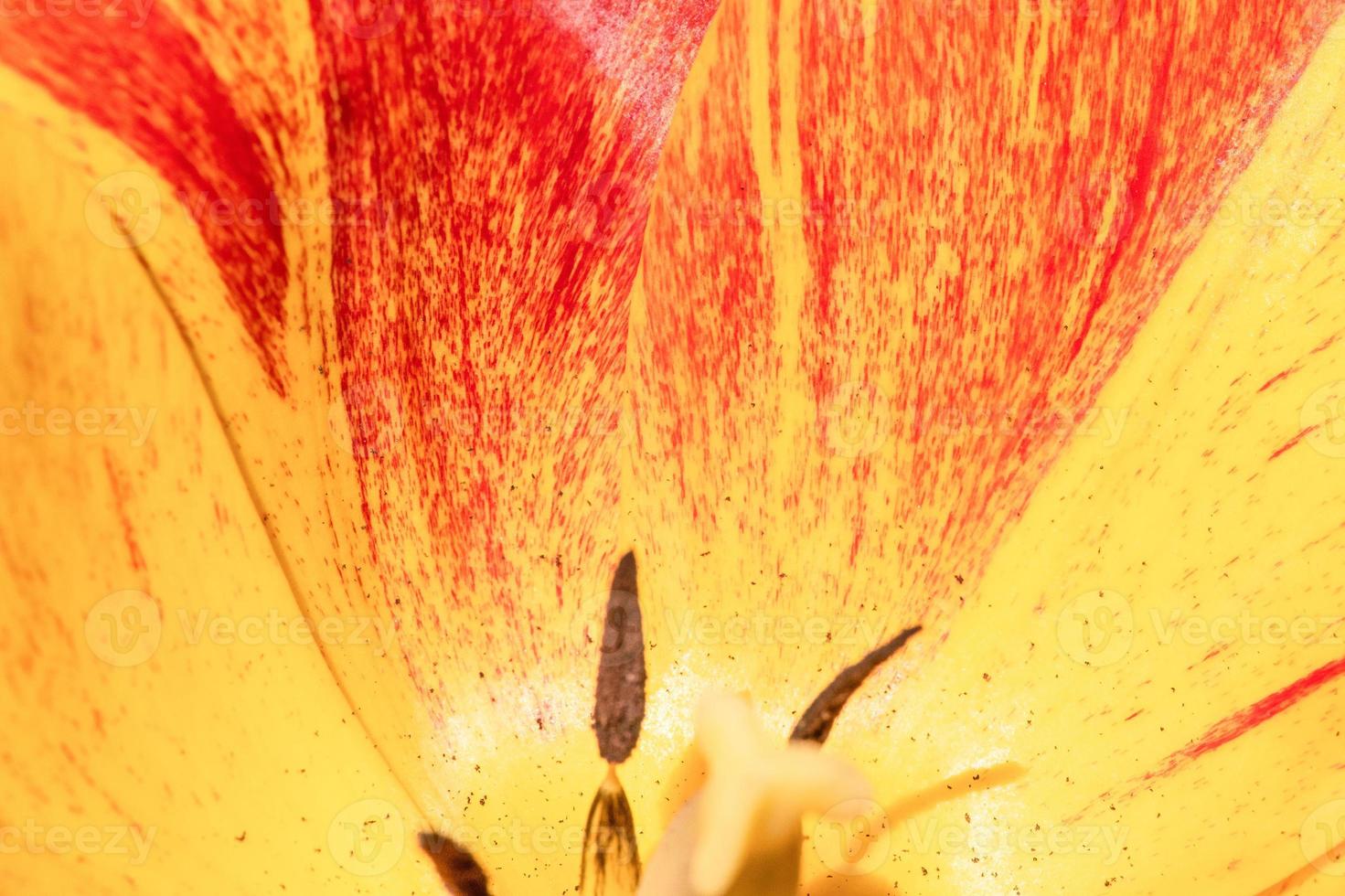 Tulip flower close up. Close-up photo of tulip petals.