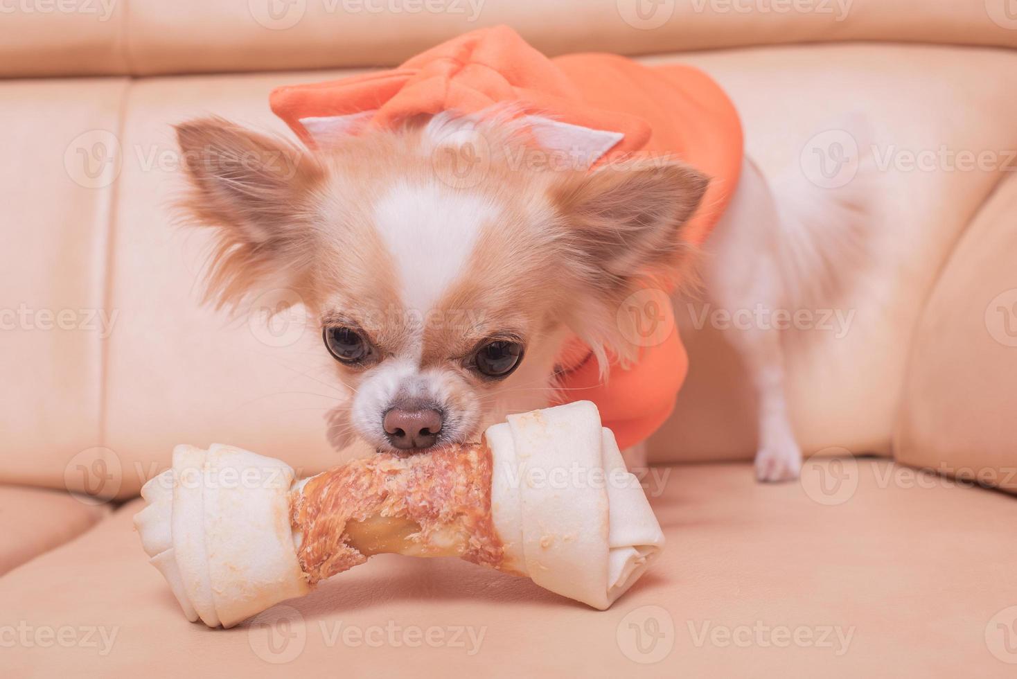 The dog gnaws a bone. Chihuahua eats on a beige sofa. photo