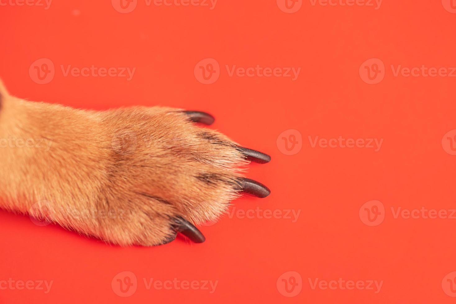 Brown paw of a little dog on a red background. Macro photo of paws.