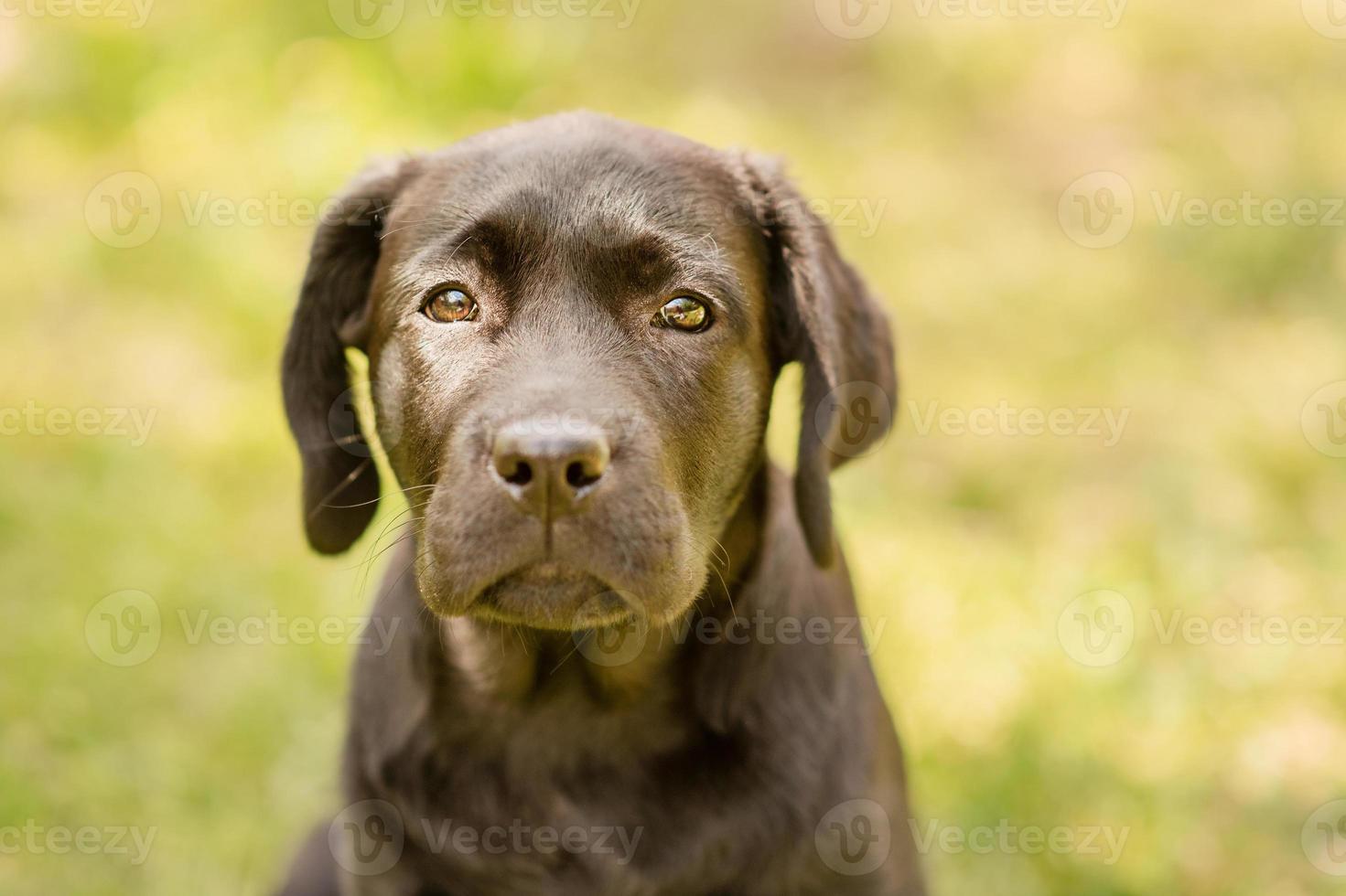 Labrador puppy on a background of green grass. Portrait of a black dog. photo