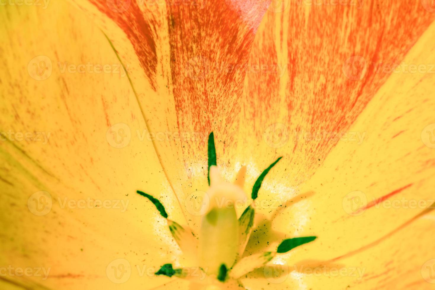 Tulip flower close up. Close-up photo of tulip petals.