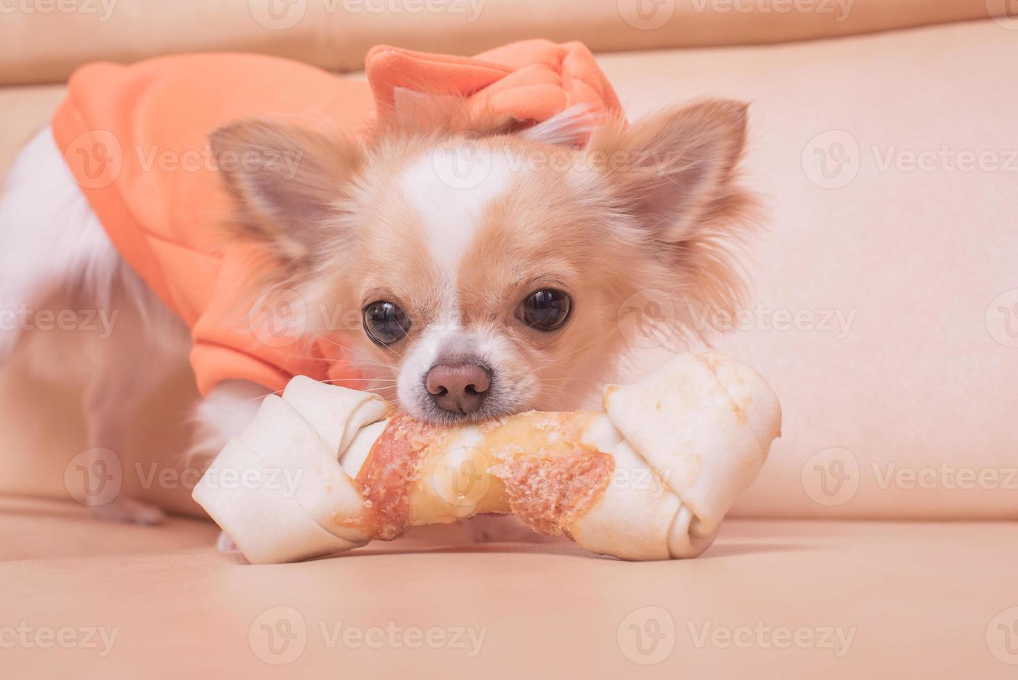 The dog gnaws a bone. Chihuahua eats on a beige sofa. photo