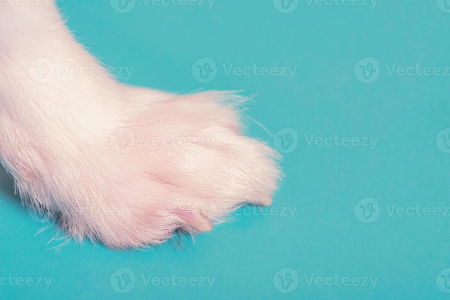 White paw of a little dog on a blue background. Macro photo of paws.