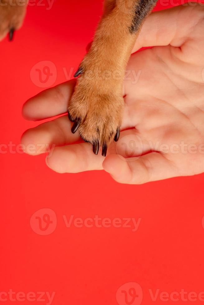 Brown paw of a little dog on a red background. Macro photo of paws.