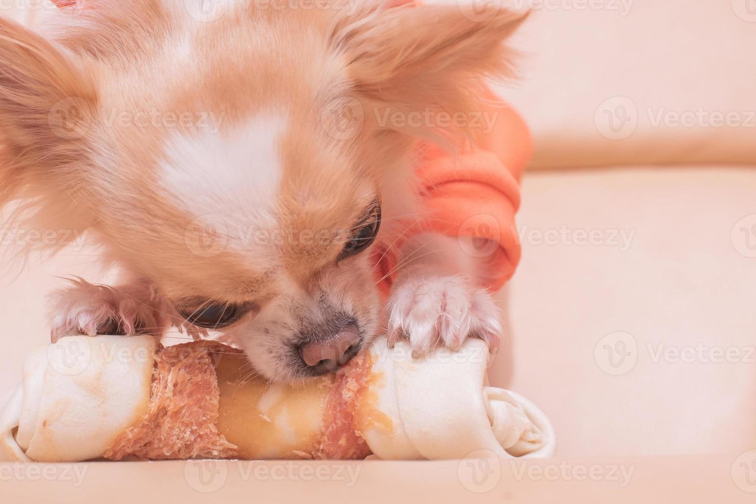 The dog gnaws a bone. Chihuahua eats on a beige sofa. photo