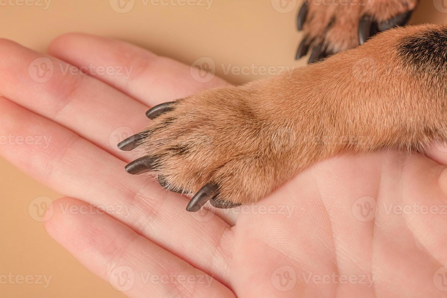 Macro photo of paws. The paw of a small dog lies on the palm on a beige background.