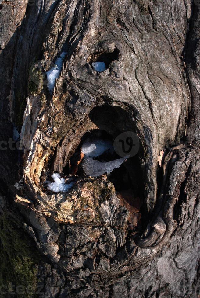 hole in the tree oak photo