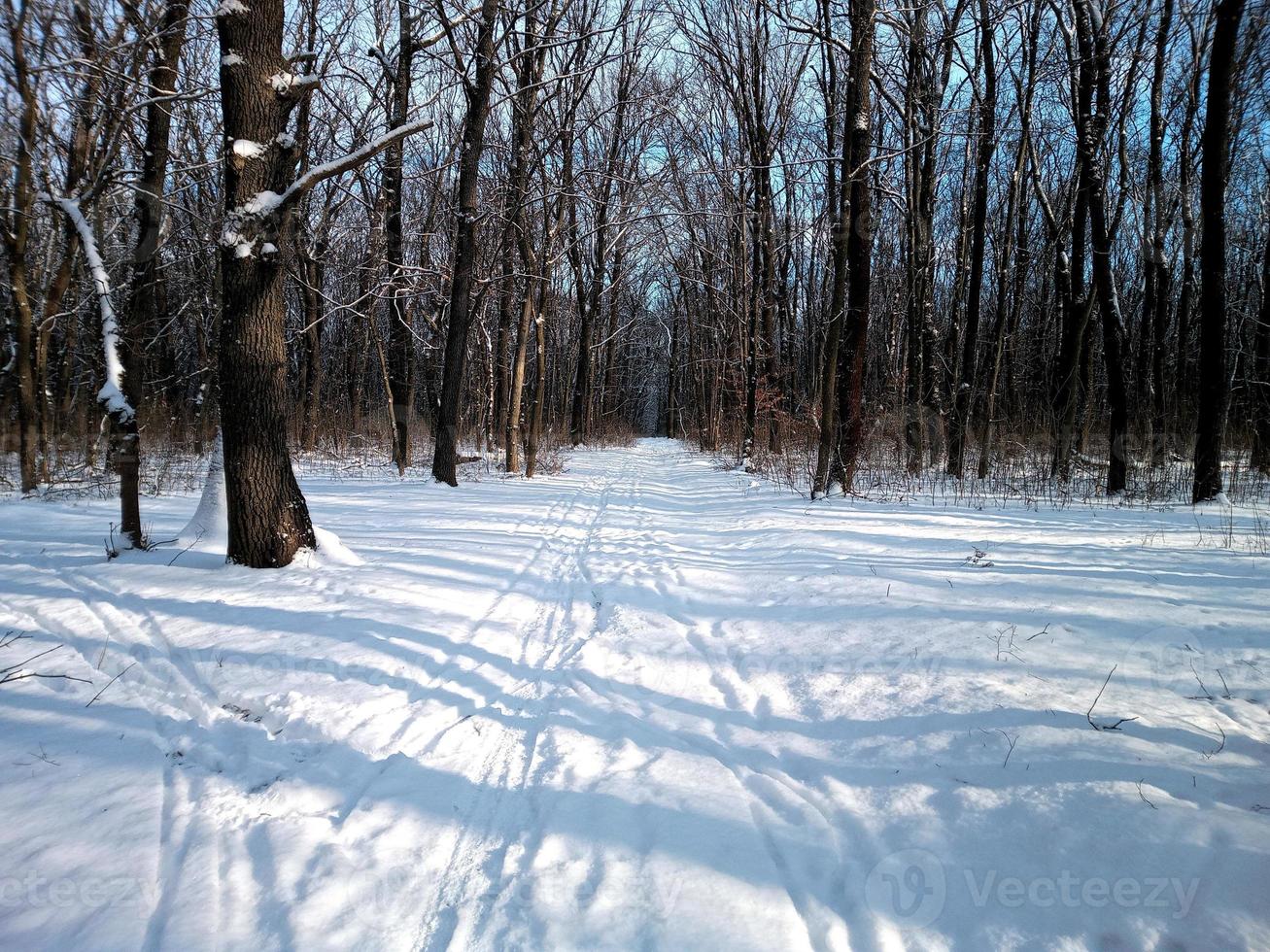 bosque de invierno en la nieve foto