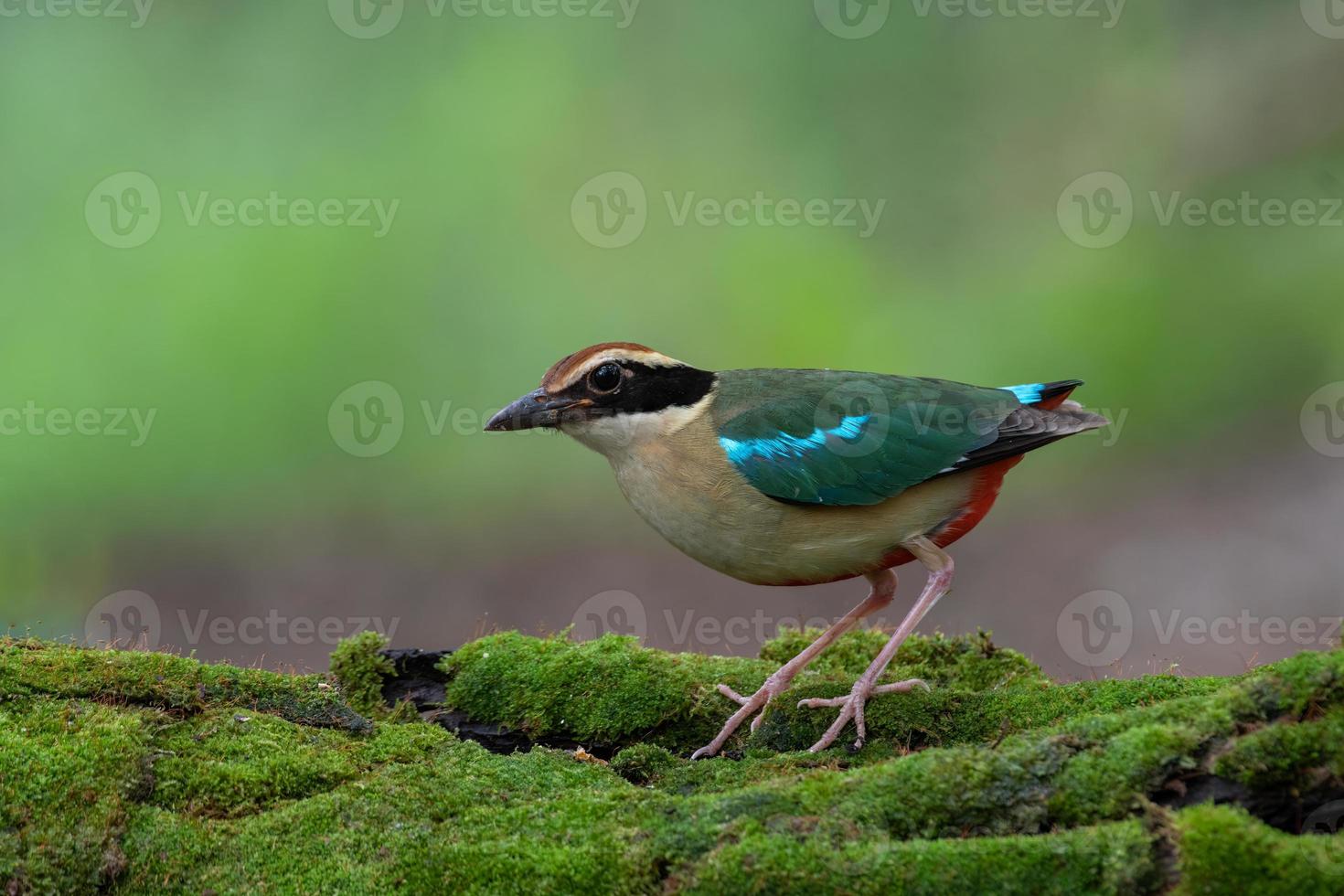 colorful birds in nature fairy pitta Pitta nympha photo