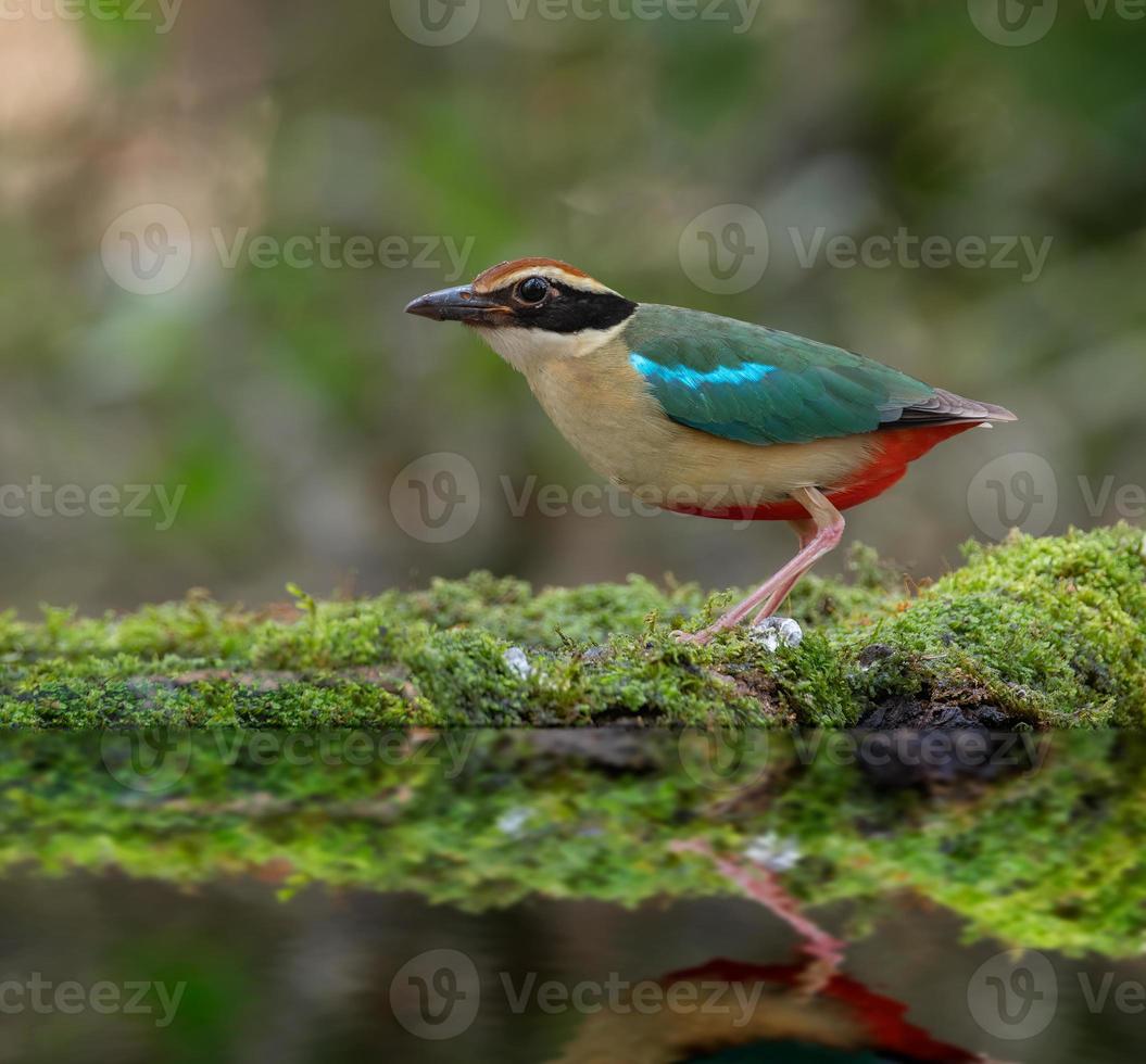 colorful birds in nature fairy pitta Pitta nympha photo