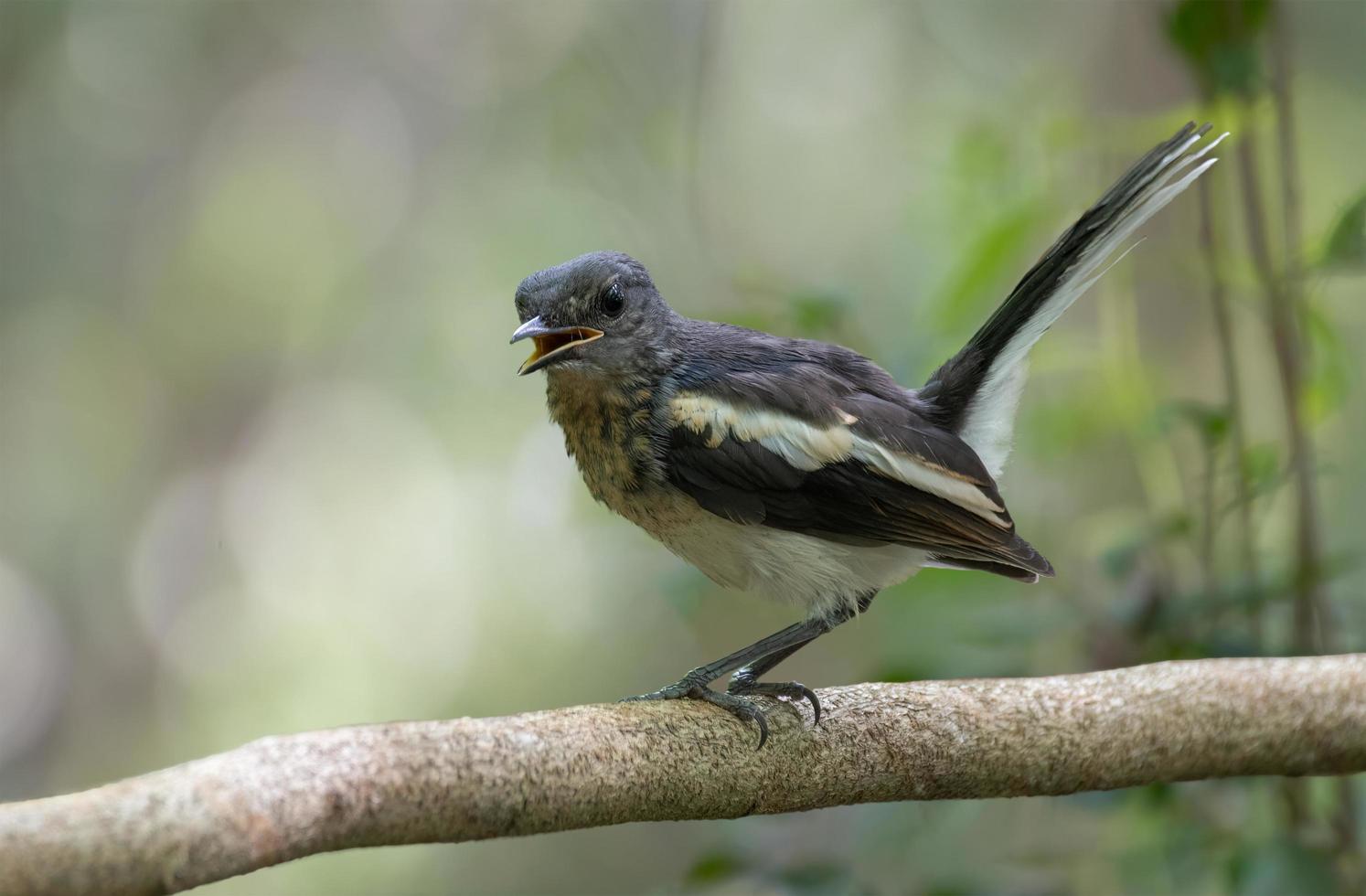 urraca oriental-robin en una rama foto