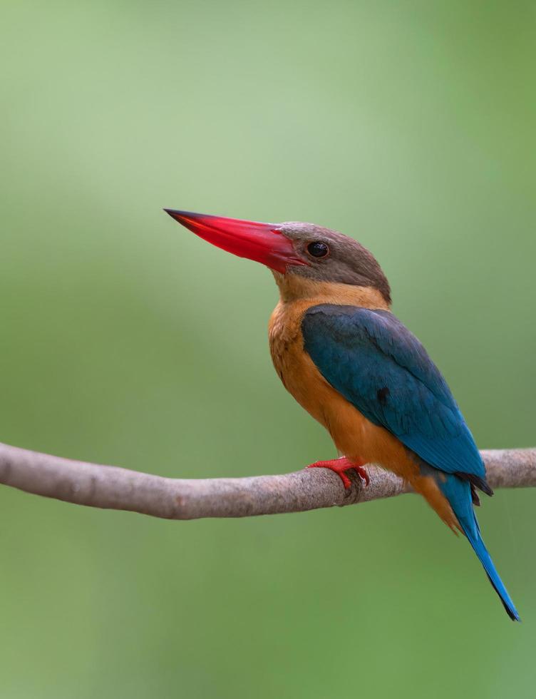 hermoso pájaro en la naturaleza martín pescador pico de cigüeña foto