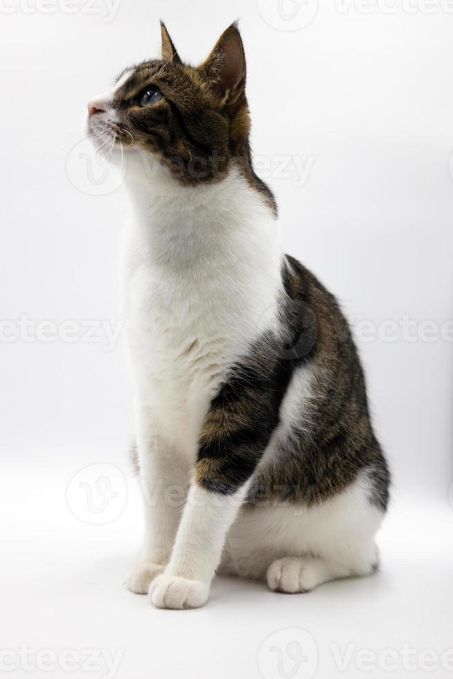 Tabby cute cat on white background.Studio shoot, Good for design or advertising. photo