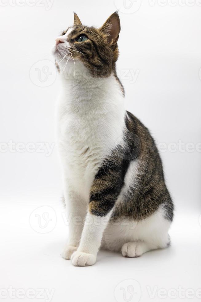 Tabby cute cat on white background.Studio shoot, Good for design or advertising. photo