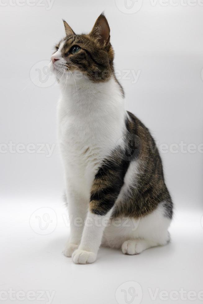 Tabby cute cat on white background.Studio shoot, Good for design or advertising. photo