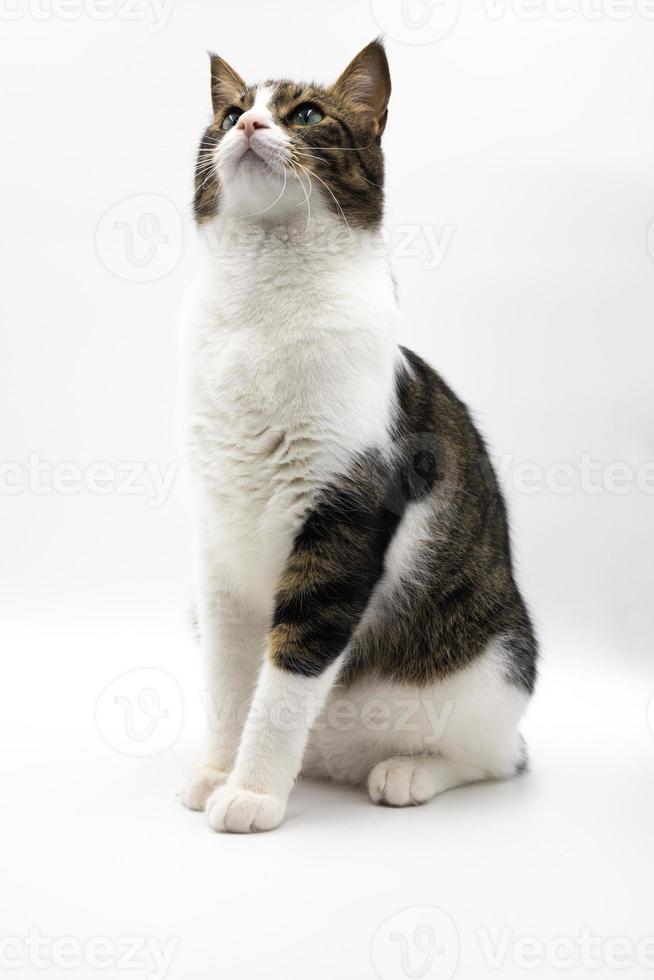 Tabby cute cat on white background.Studio shoot, Good for design or advertising. photo