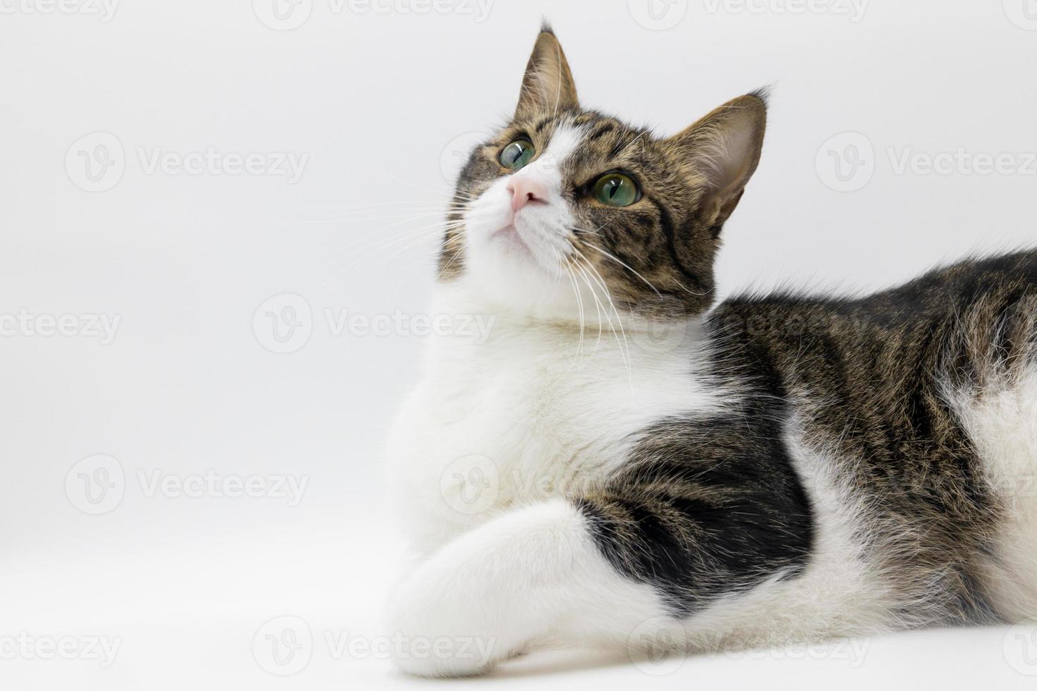 Tabby cute cat on white background.Studio shoot, Good for design or advertising. photo