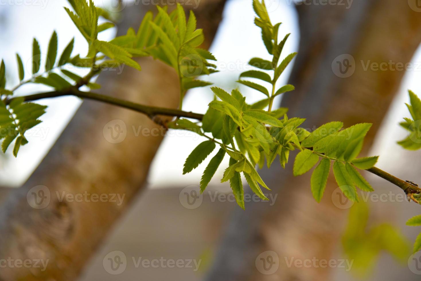 Beautiful rowan tree bark and tree branches with leaves photo