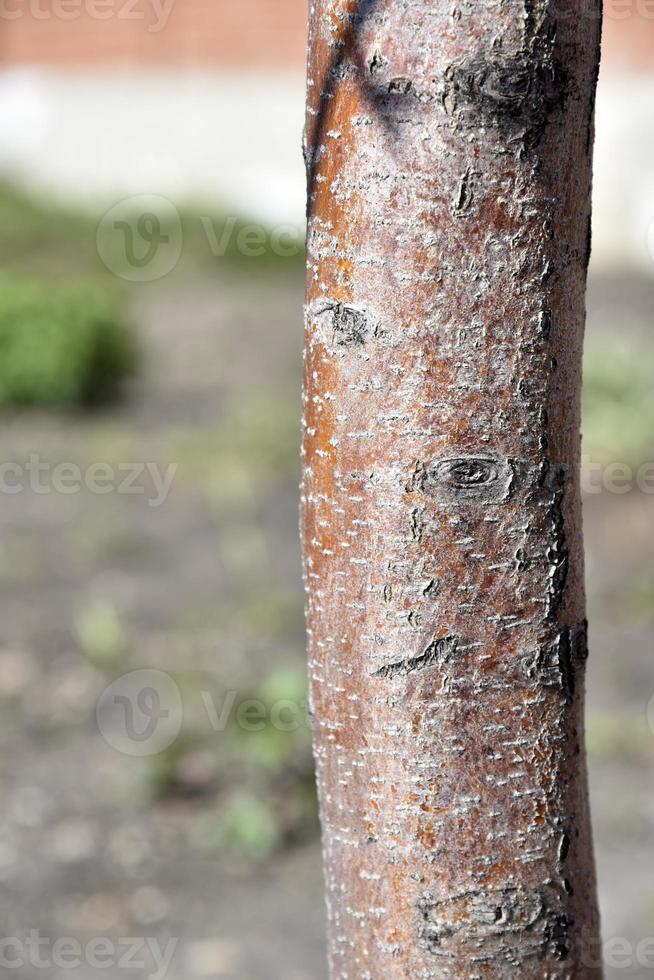Apple tree trunk and bark in the garden in spring 8011931 Stock Photo at Vecteezy