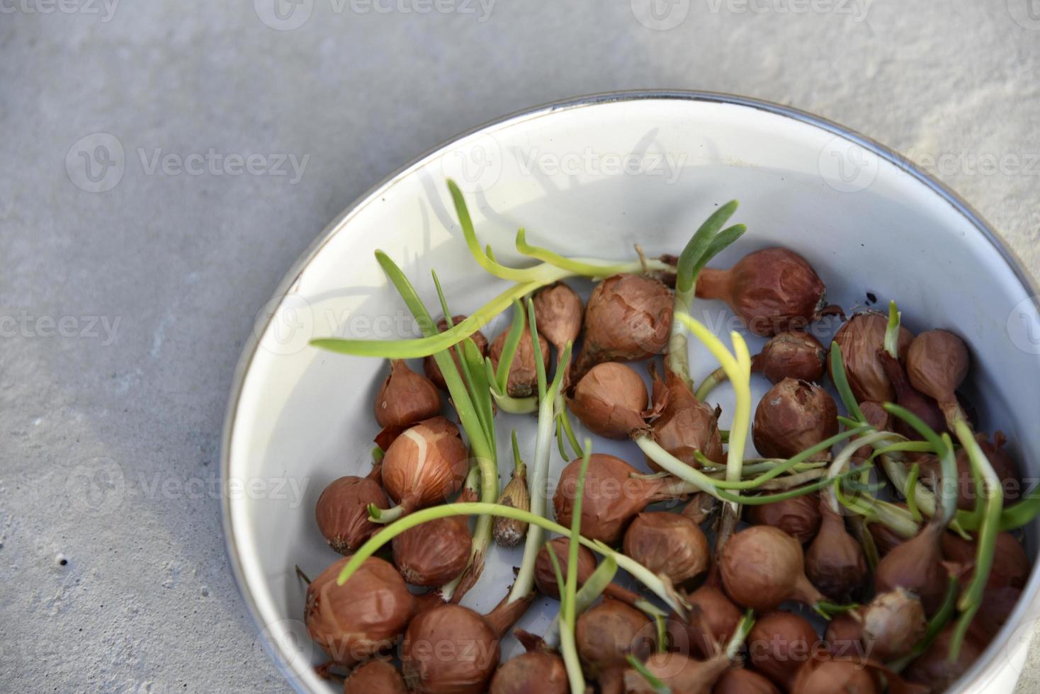 Onion for seeds in spring sowing in a bucket photo